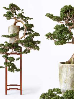 Bonsai japanese tree