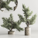 Bonsai collection set vol 02