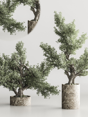 bonsai-collection-set-vol-02-3d-model-max-obj-fbx-rib-mat