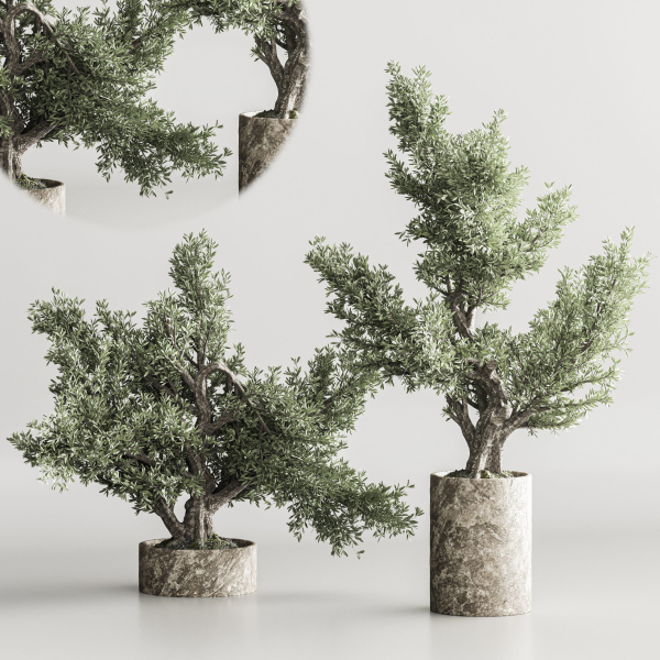 Bonsai collection set vol 02