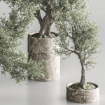 Bonsai collection set vol 02