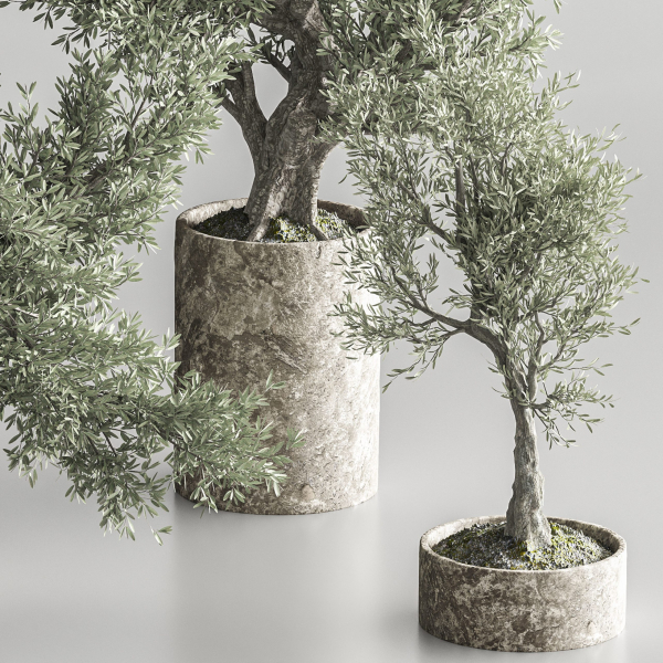 Bonsai collection set vol 02