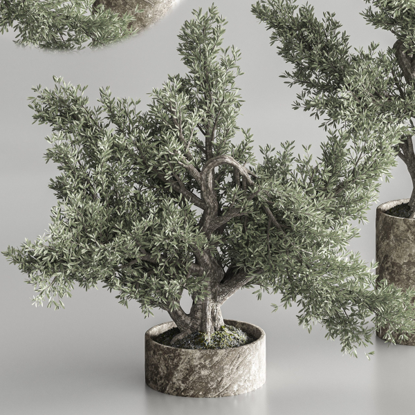 Bonsai collection set vol 02