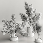 Bonsai collection set vol 02