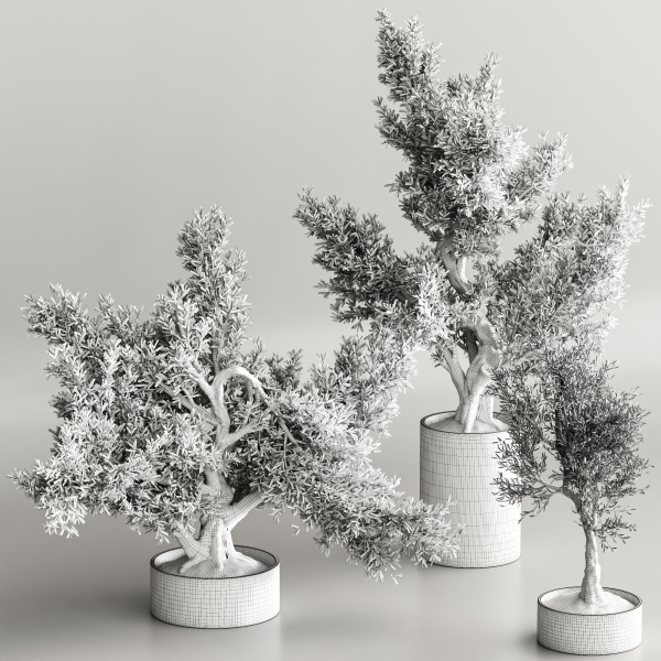 Bonsai collection set vol 02
