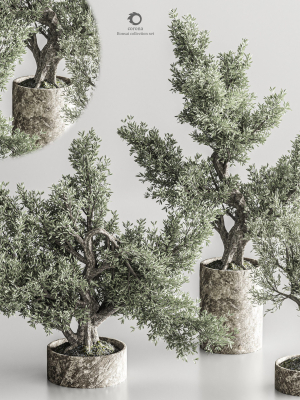 Bonsai collection set vol 02