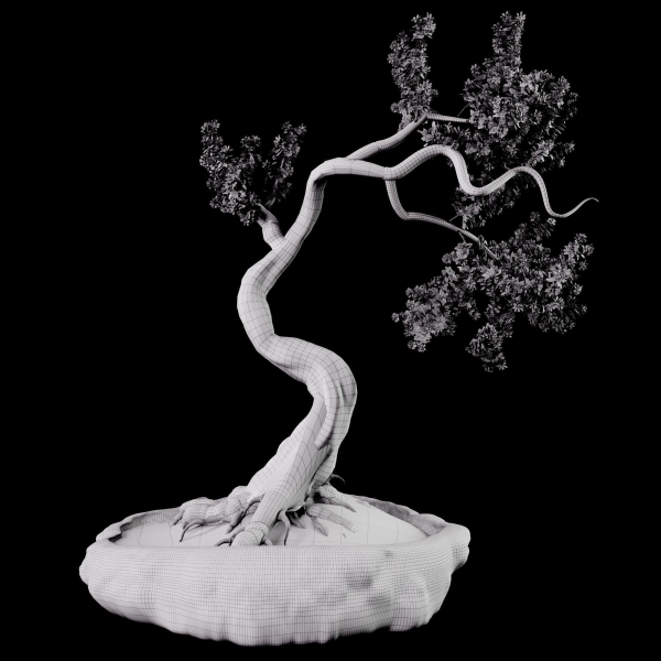 Bonsai plant 01