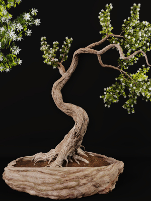 Bonsai plant 01