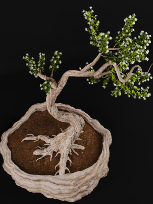 bonsai-plant-01-3d-model-89a784254b