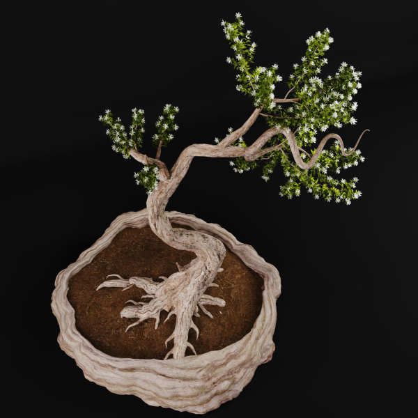 Bonsai plant 01