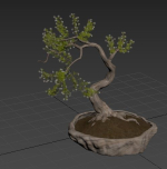 Bonsai plant 01