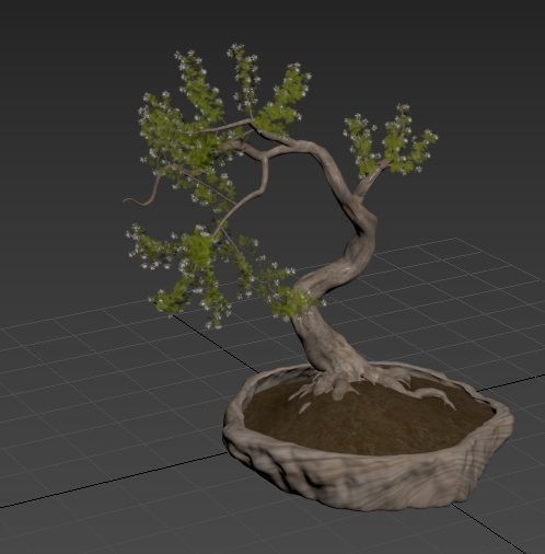 Bonsai plant 01