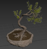 Bonsai plant 01