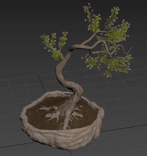 Bonsai plant 01