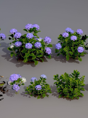 Botany hydrangea