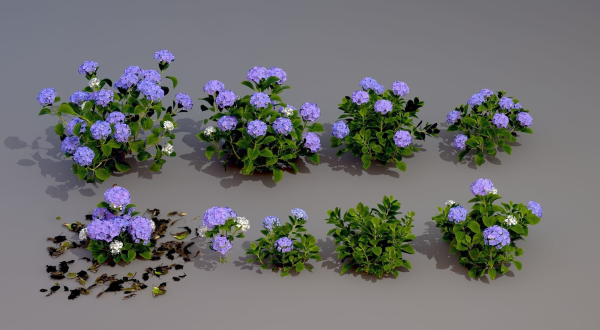 Botany hydrangea