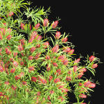 Bottlebrush bush collection vol 48