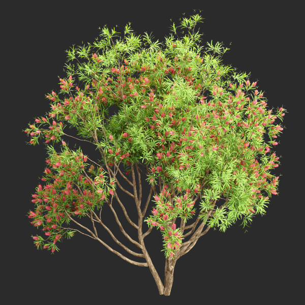 Bottlebrush bush collection vol 48