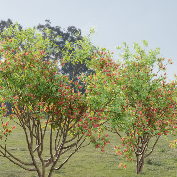 Bottlebrush bush collection vol 48