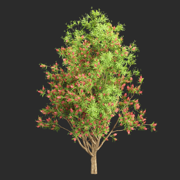 Bottlebrush bush collection vol 48