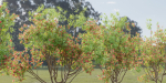 Bottlebrush bush collection vol 48