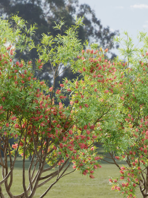 bottlebrush-bush-collection-vol-48-3d-model-b8d2a1efc7