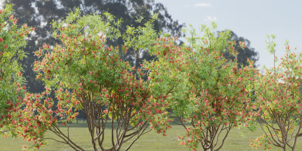Bottlebrush bush collection vol 48