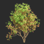 Bottlebrush bush collection vol 48