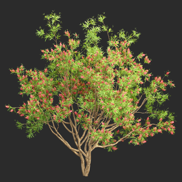 Bottlebrush bush collection vol 48-Blender
