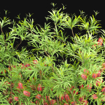 Bottlebrush bush collection vol 48-Blender