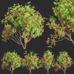 Bottlebrush bush collection vol 48-Blender