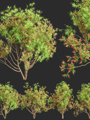 Bottlebrush bush collection vol 48-Blender