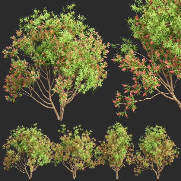 Bottlebrush bush collection vol 48-Blender