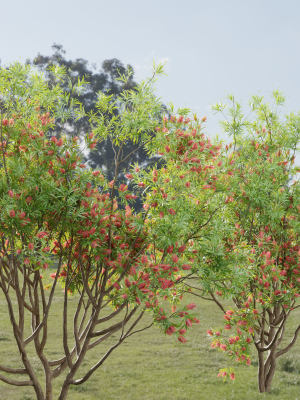 bottlebrush-bush-collection-vol-48-blender-3d-model-edb1ed8104