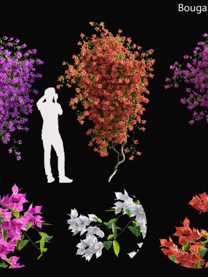 Bougainvillea - 03