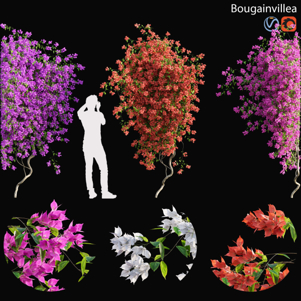 Bougainvillea - 03