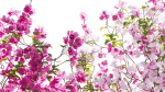 Bougainvillea 13