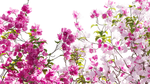 Bougainvillea 13
