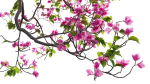 Bougainvillea 13