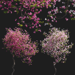 Bougainvillea 13