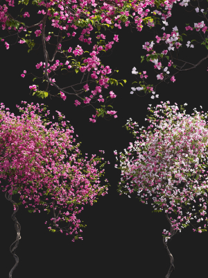 Bougainvillea 13
