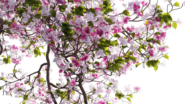 Bougainvillea 13