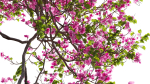 Bougainvillea 14
