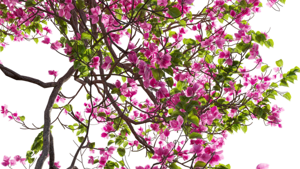 Bougainvillea 14