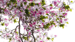 Bougainvillea 14