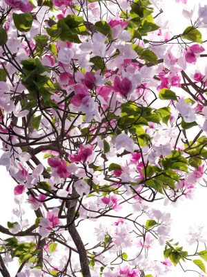 bougainvillea-14-3d-model-da83ae404a