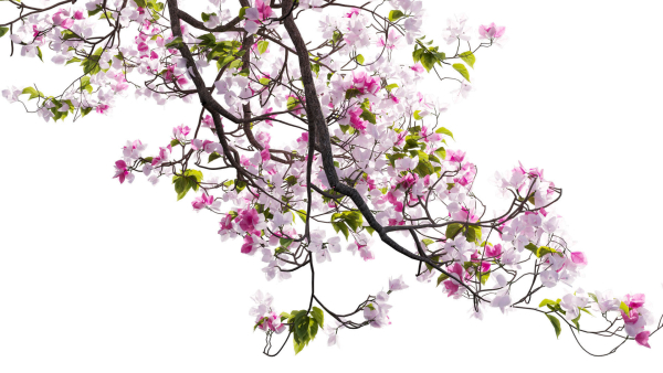 Bougainvillea 14