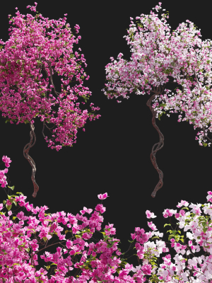 Bougainvillea 14