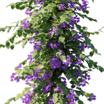 Bougainvillea collection 03