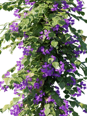 bougainvillea-collection-03-3d-model-d5c2437efd